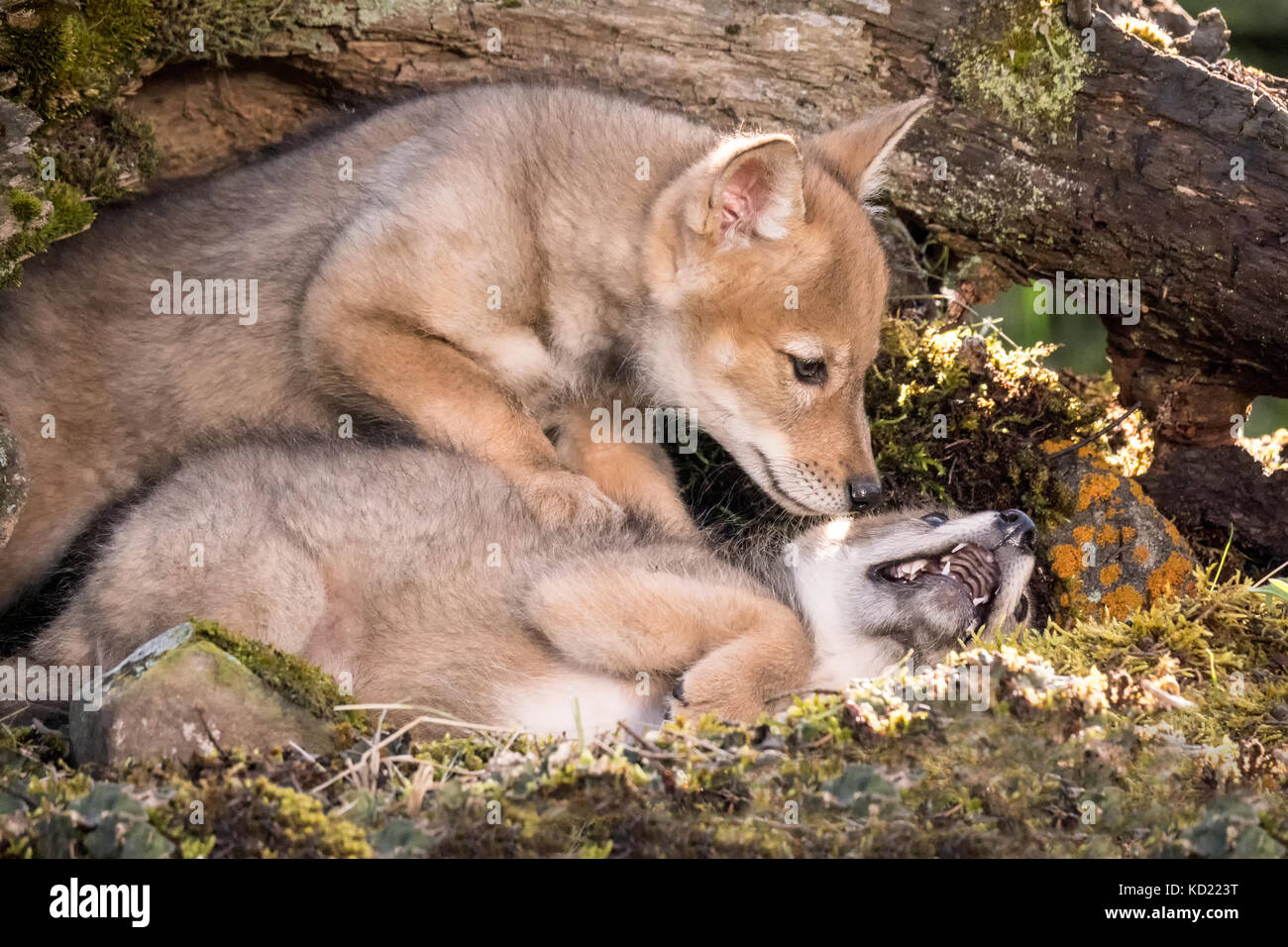 Zwei graue Wolf pups Wrestling in der Nähe von Bozeman, Montana, USA. Captive Tier. Stockfoto