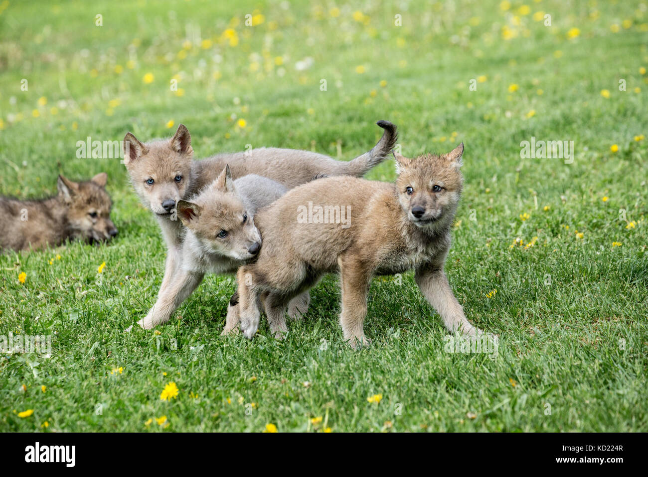 Wurf von Grauer Wolf Welpen spielen kämpfen in einer Wiese, in der Nähe von Bozeman, Montana, USA. Captive Tier. Stockfoto