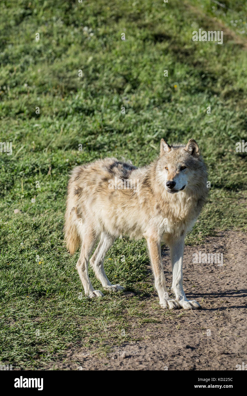 Nach Grauer Wolf stehen auf einer Wiese, in der Nähe von Bozeman, Montana, USA. Captive Tier. Stockfoto