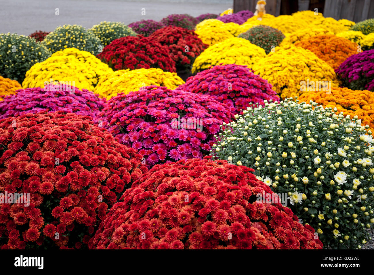 Mehrfarbige Mamas, Herbst schöne Blumen in außergewöhnlichen Zeit, voller Blüte Stockfoto