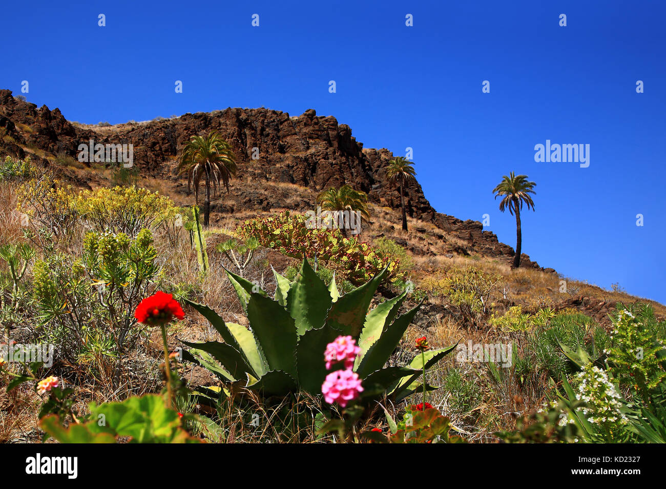 Flora von Gran Canaria, Kanarische Inseln, Spanien. Stockfoto