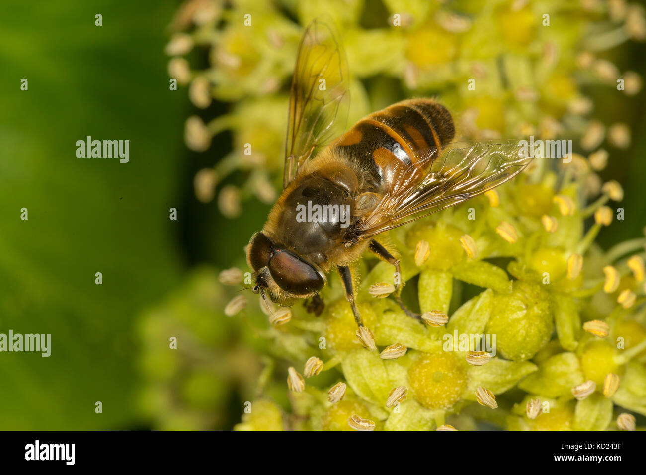 Konische Drohne Fliegen, Eristalis Pertinax, ein Hoverfly, Familie Syrphidae, Fütterung auf Efeu Blumen, Oktober. Monmouthshire Stockfoto