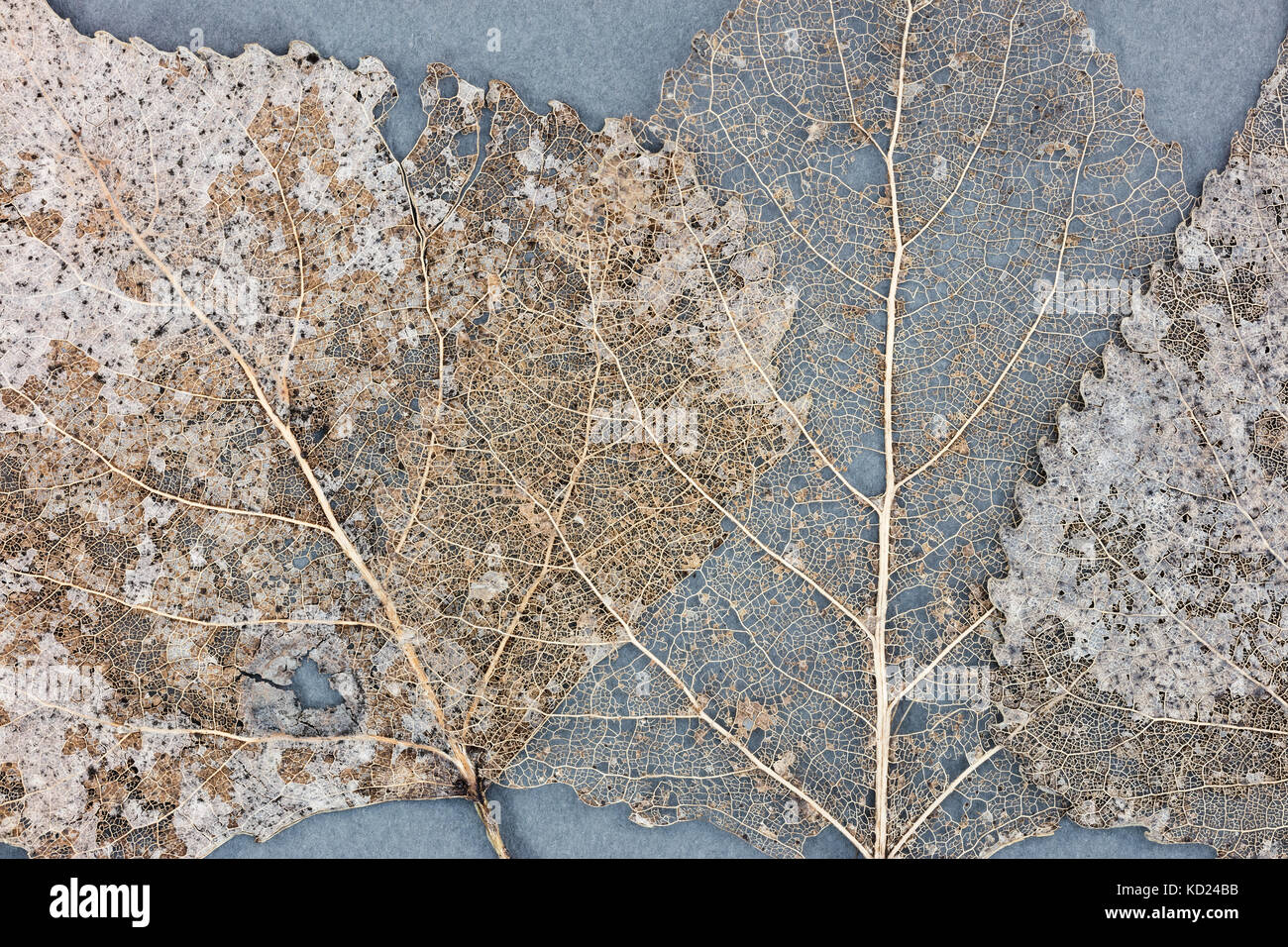 Transparente Skelett trockene Blätter auf grauem Hintergrund. Detailansicht Detailansicht. Stockfoto