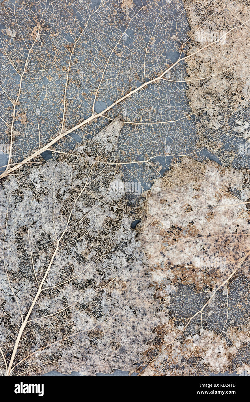 Abstrakte Muster eines Blätter Venen. Makro von Blatt Skelett. Stockfoto