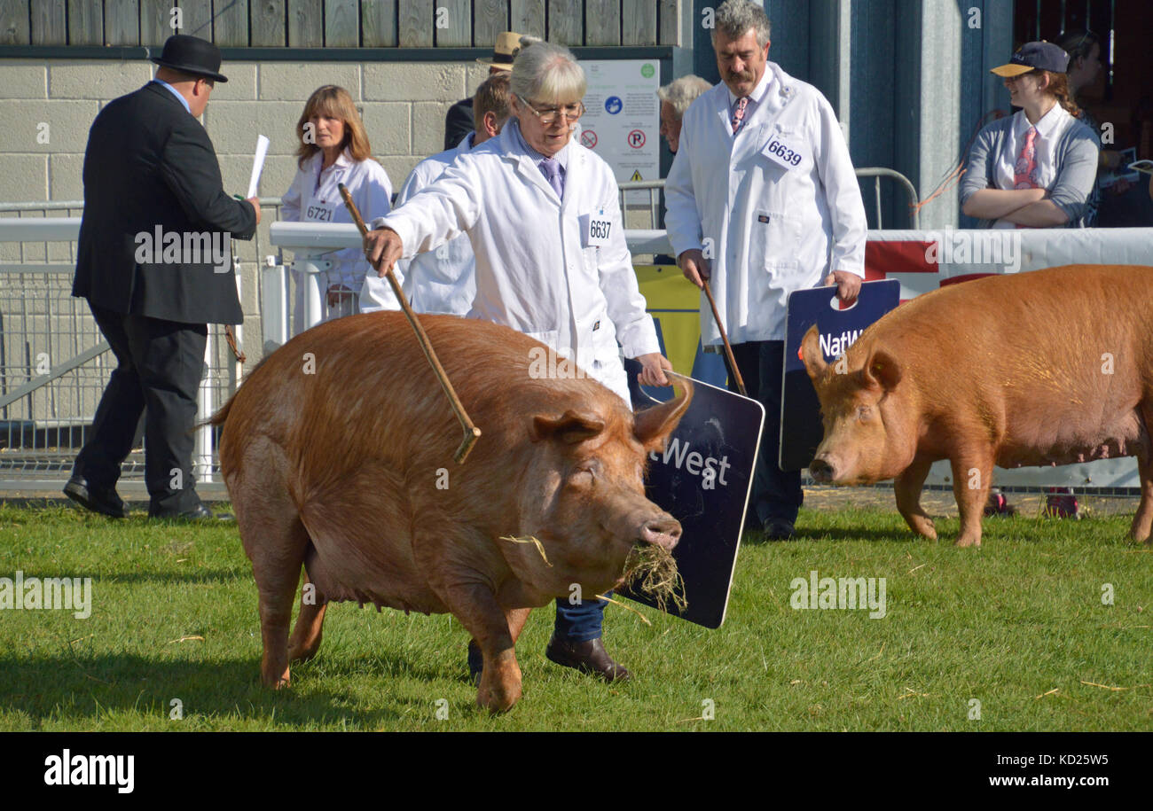 Tamworth Schweine auf der Royal Welsh Show, Builth Wells, 2017 angezeigt Stockfoto