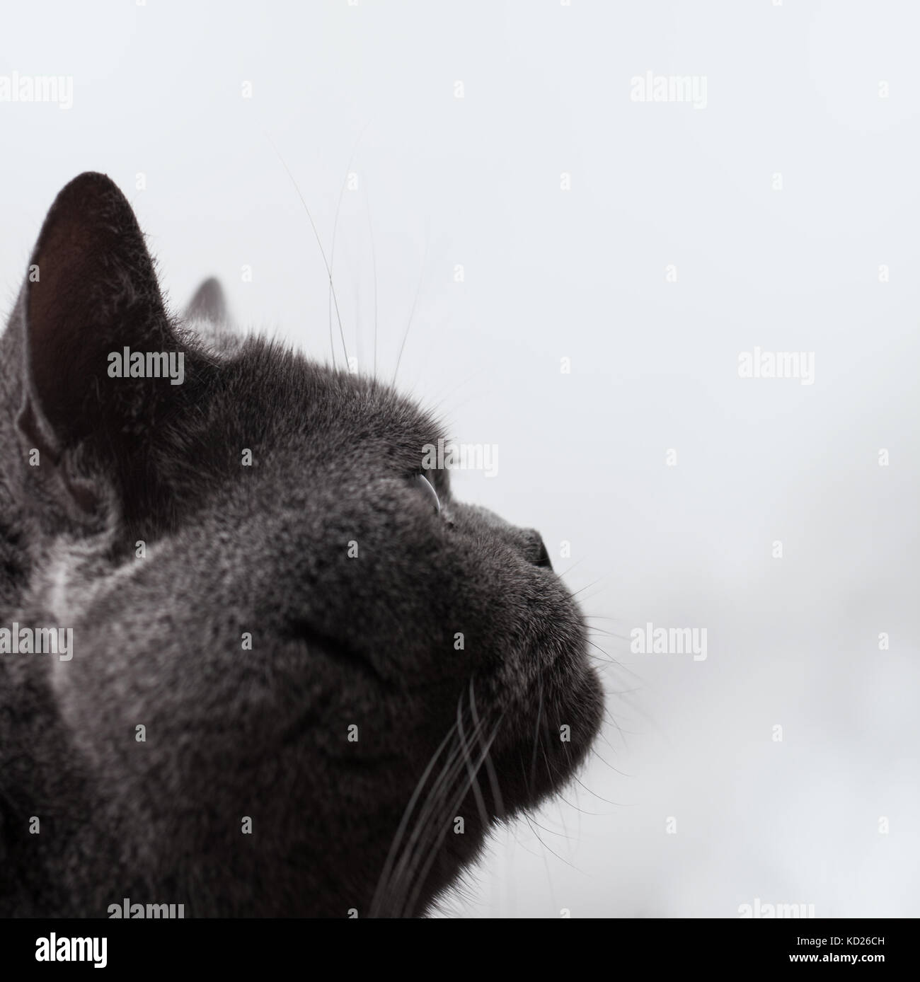 Fang von einem grauen kurzen Haaren britische Katze Nahaufnahme. Portrait im Profil Stockfoto