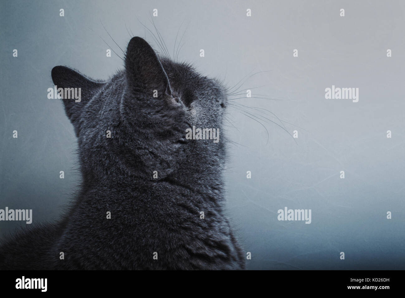 Grauen kurzen Haaren britische Katze schaut auf die Wand und dreht sich weg von der Kamera Stockfoto