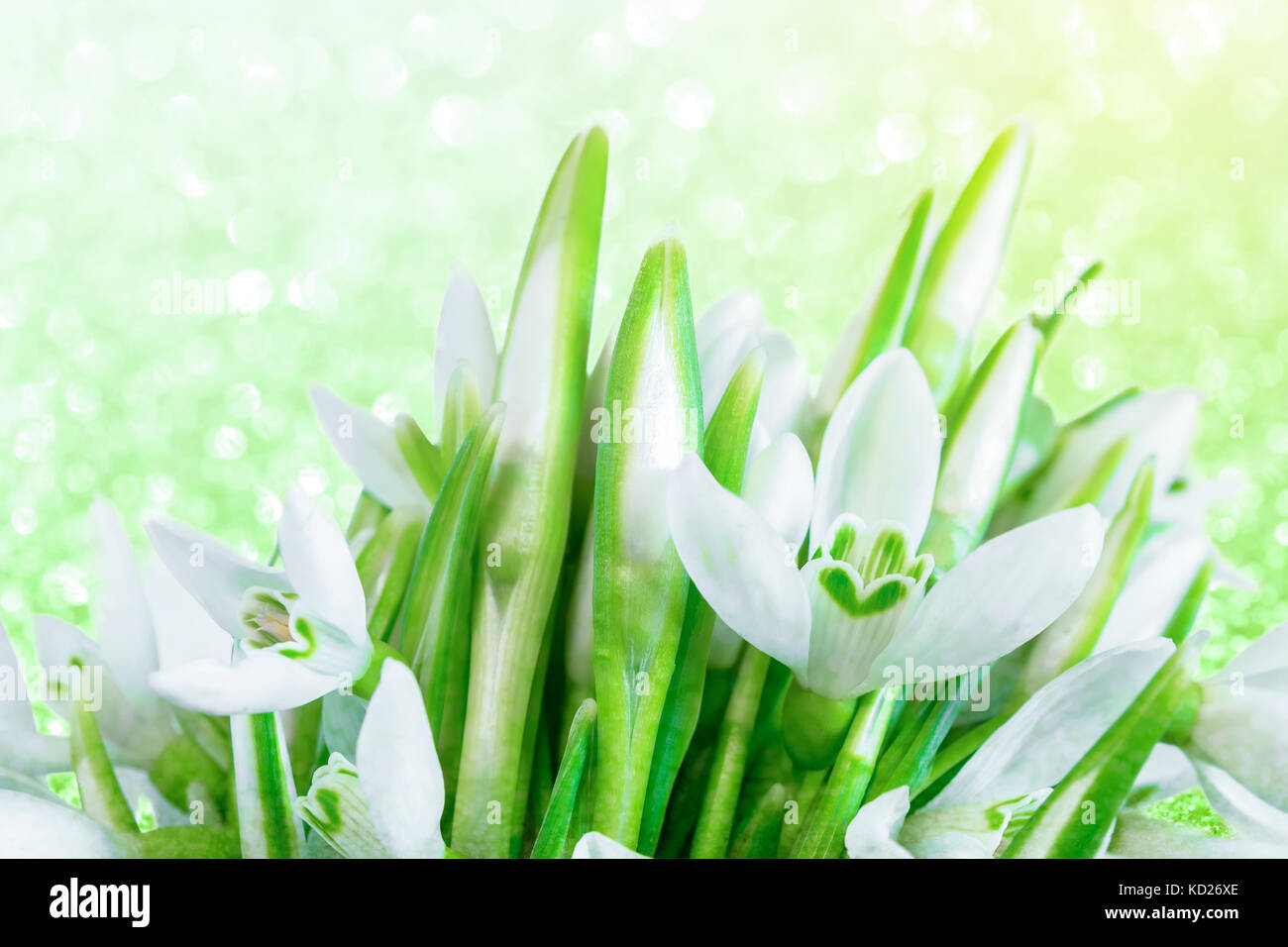 Blumenstrauß aus schneeglöckchen auf bokeh Twinkle glänzenden Hintergrund Stockfoto