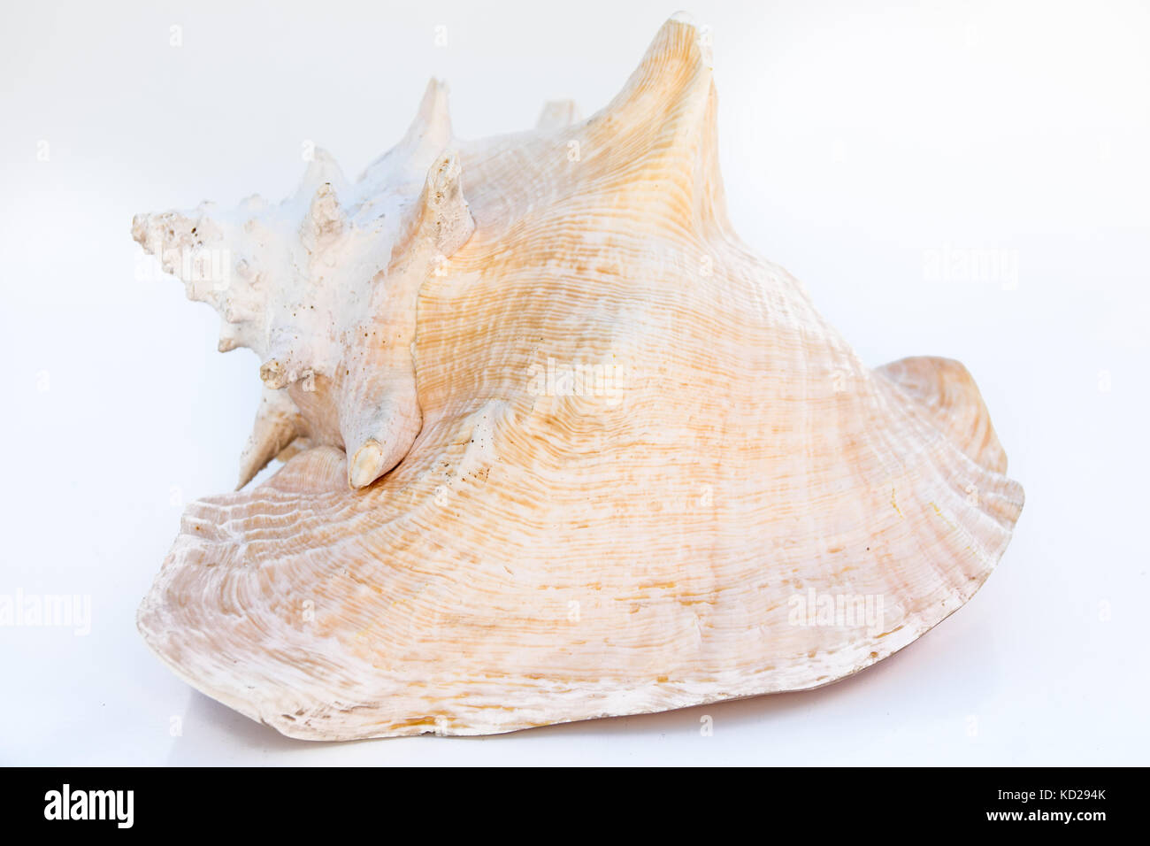 Wunderschöne Muschel Kaurischnecken, tropischen Meer und Wurm, auf weißem Hintergrund. Den ganzen Körper bildet die ganze Shell. Stockfoto