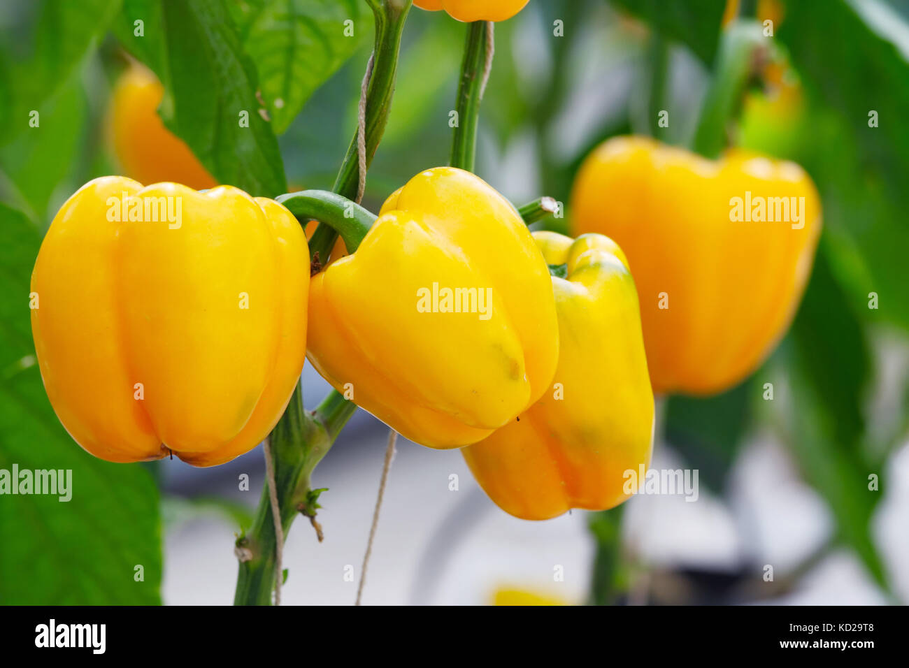 Gelbe Paprika (Gemüsepaprika) auf dem Pepper Tree Stockfoto