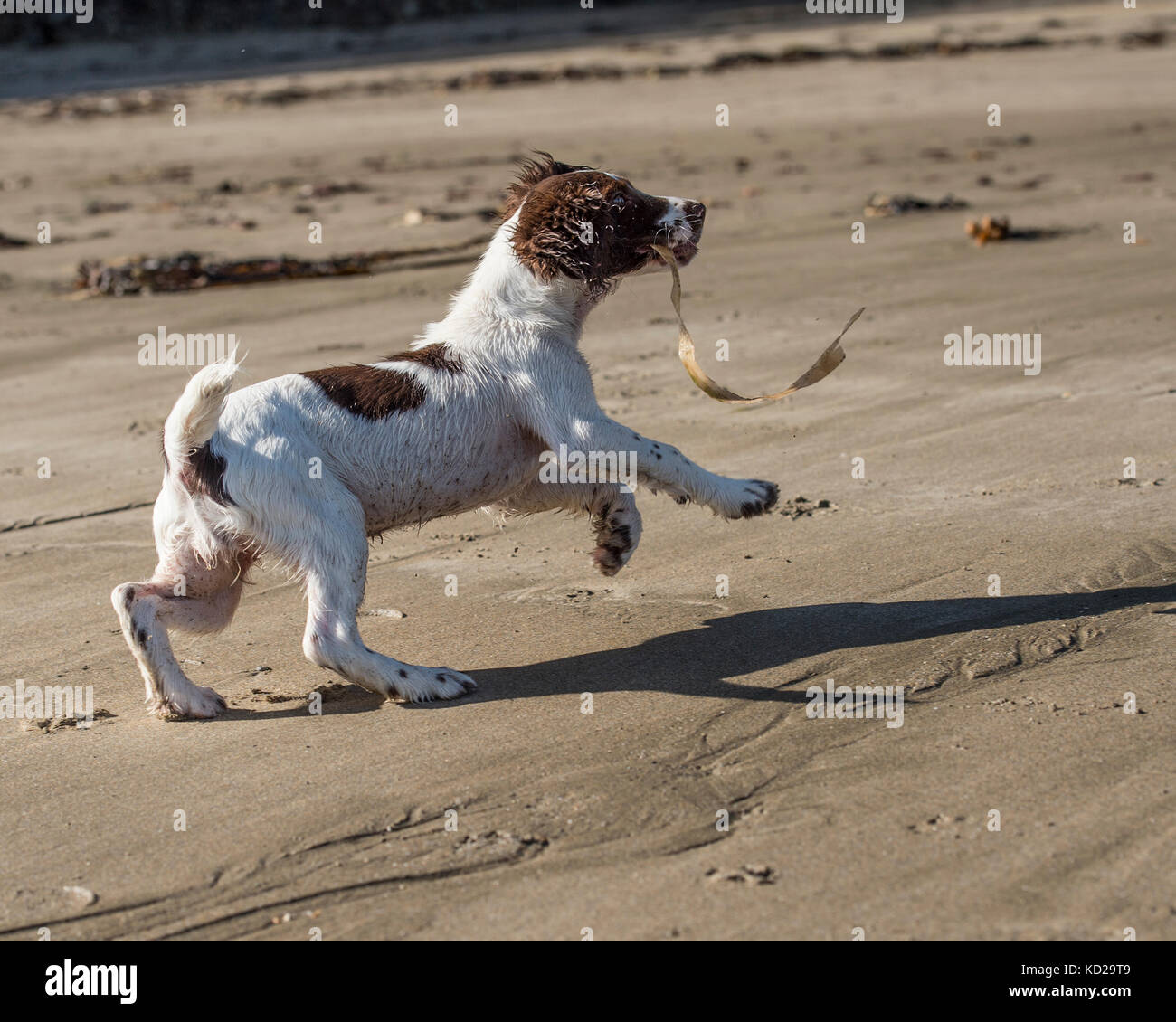 Springer Spaniel Welpen laufen am Strand Stockfoto