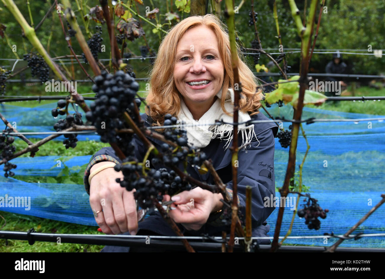 Potsdam, Deutschland. Oktober 2017. Patricia Schlesinger, Direktorin des Rundfunks Berlin-Brandenburg, Teilnahme am Jahrgang im Königlichen Weinberg in Potsdam, 10. Oktober 2017. Quelle: Ralf Hirschberger/dpa-Zentralbild/ZB/dpa/Alamy Live News Stockfoto