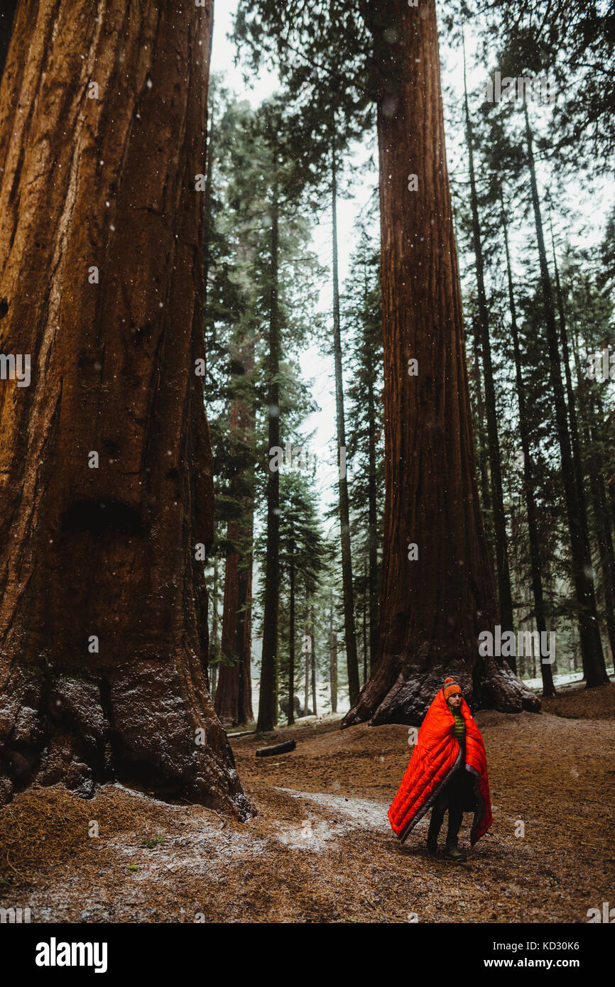 Junge männliche Wanderer in roten Schlafsack im Wald gewickelt, Sequoia National Park, Kalifornien, USA Stockfoto