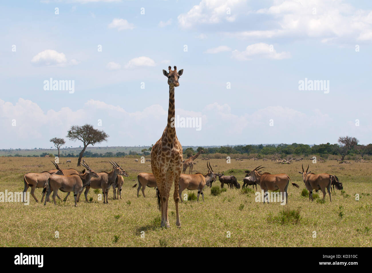 Masai Giraffe (Giraffa Camelopardalis) und Gazellen, Masai Mara, Kenia Stockfoto