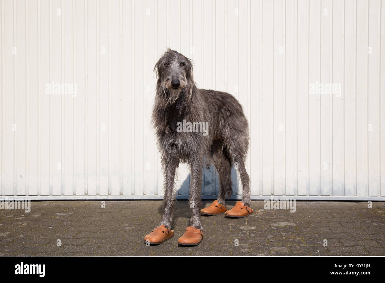 Porträt eines schottischen Hirschhundes in Schuhen Stockfoto