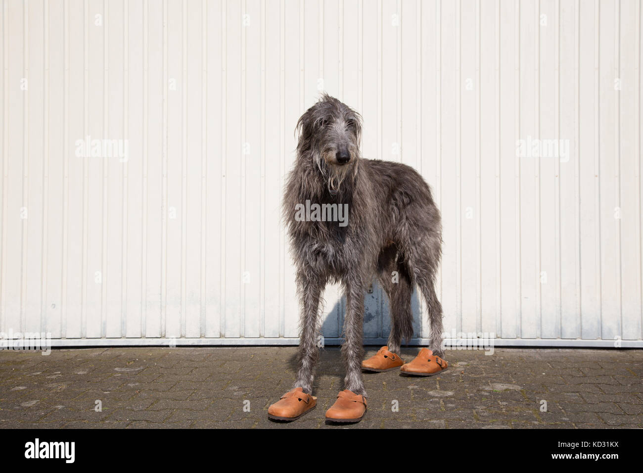Porträt eines schottischen Hirschhundes in Schuhen Stockfoto