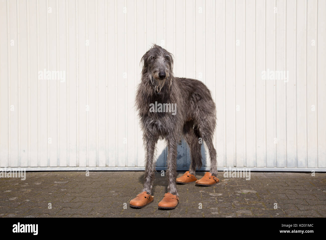 Scottish deerhound Bewässerung der Blumen Stockfoto