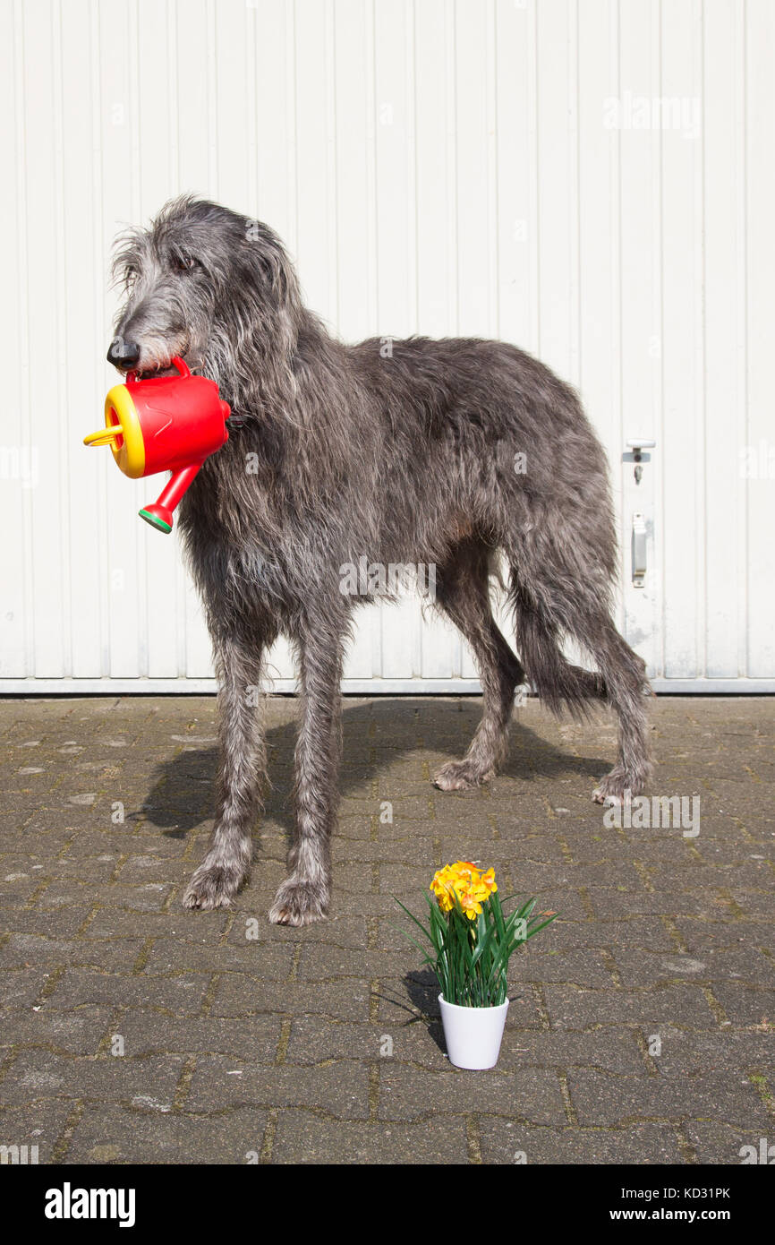 Scottish deerhound Bewässerung der Blumen Stockfoto