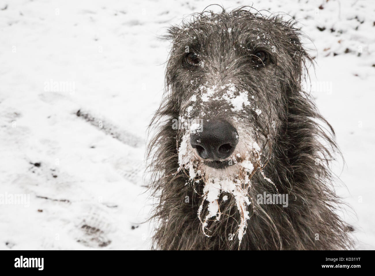 Portrait von Scottish deerhound im Schnee Stockfoto