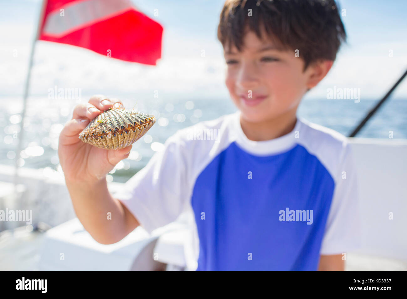 Junge Prüfung Jakobsmuschel auf dem Boot, tauchen Flagge im Hintergrund, Golf von Mexiko, Homosassa, Florida, USA Stockfoto