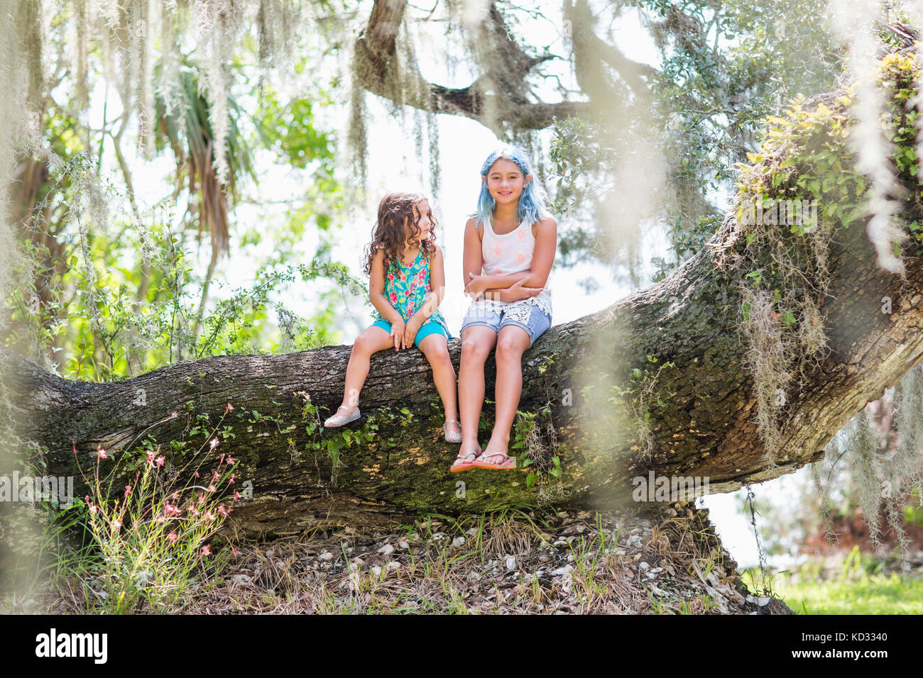Die Mädchen sitzen auf alten Eiche Stockfoto
