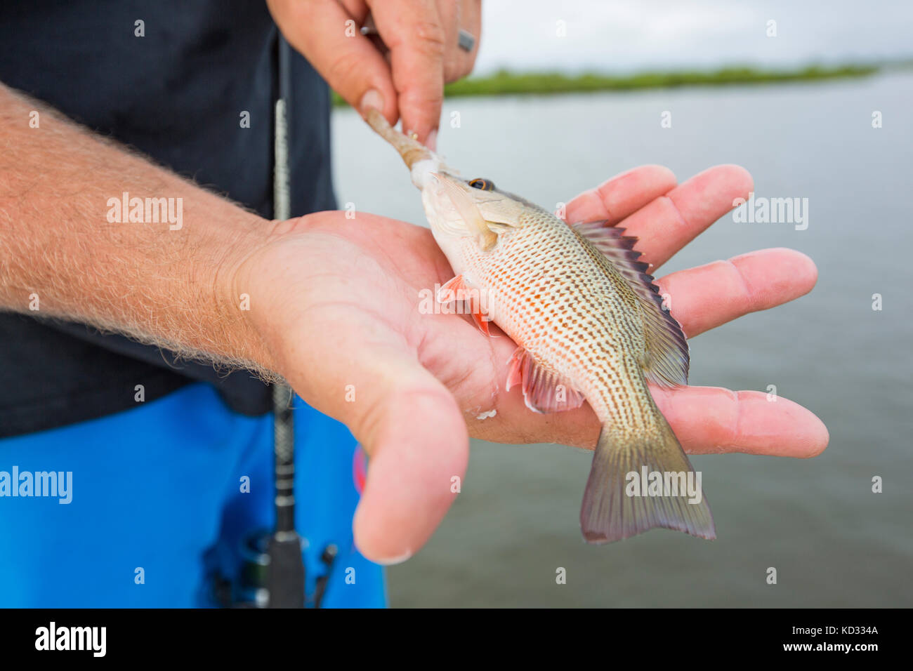 Mann mit kleinen Mangrove Snapper Stockfoto