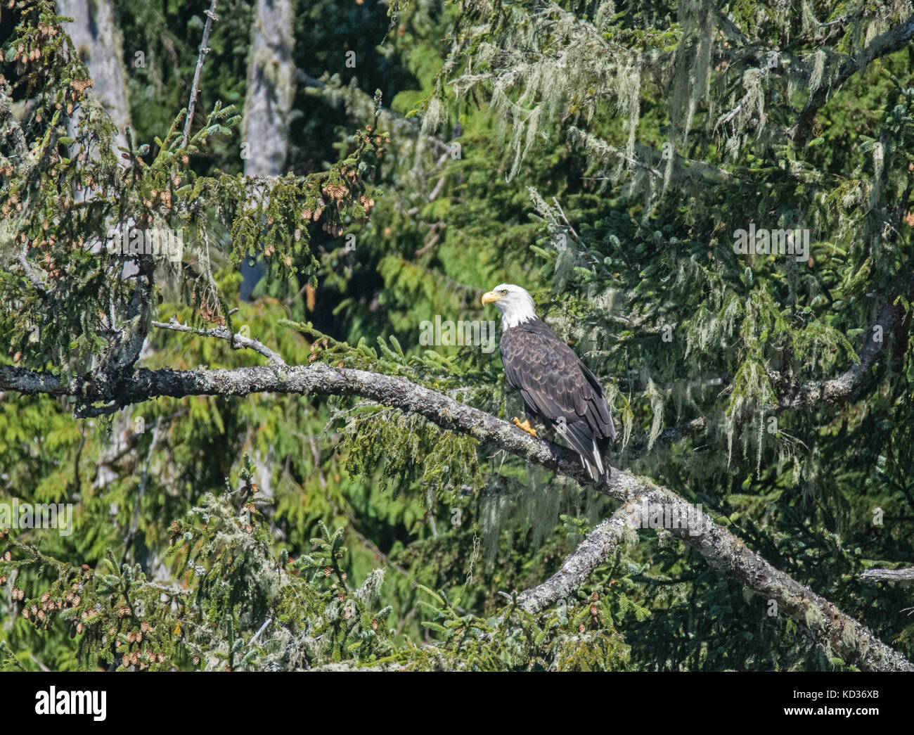 Der Weißkopfseeadler (Haliaeetus leucocephalus) washingtoniensis auf gemäßigten Regenwald Baum gehockt, Vancouver Island, British Columbia, Kanada, Stockfoto