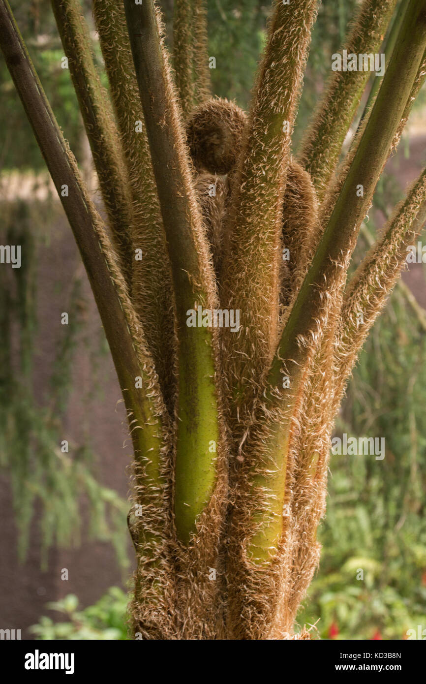 kaktus 1 Cactus Affinity main image 1