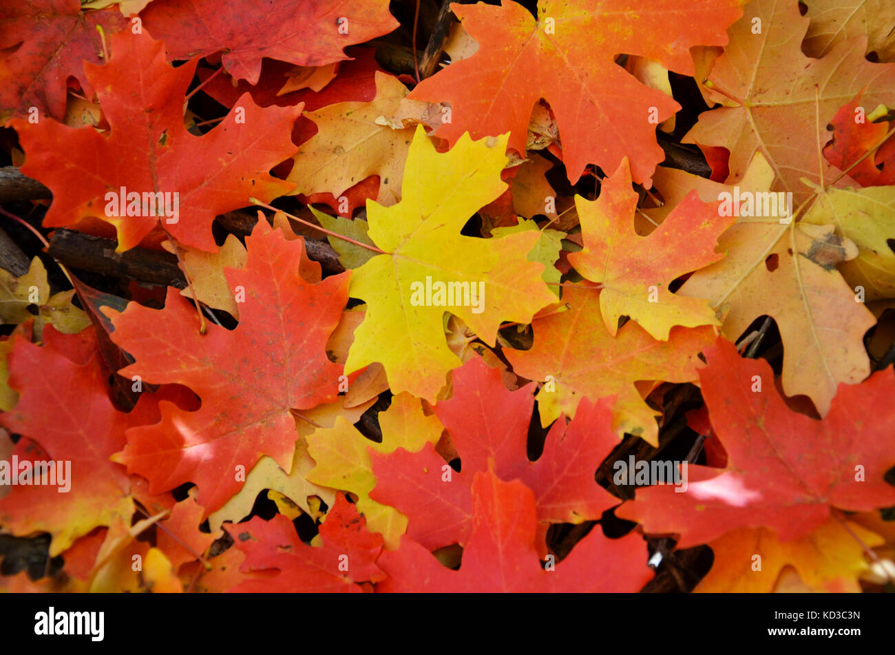 Eine Gruppe und Haufen von Herbstlaub mit leuchtend gelben, orangen und roten Farben. Stockfoto