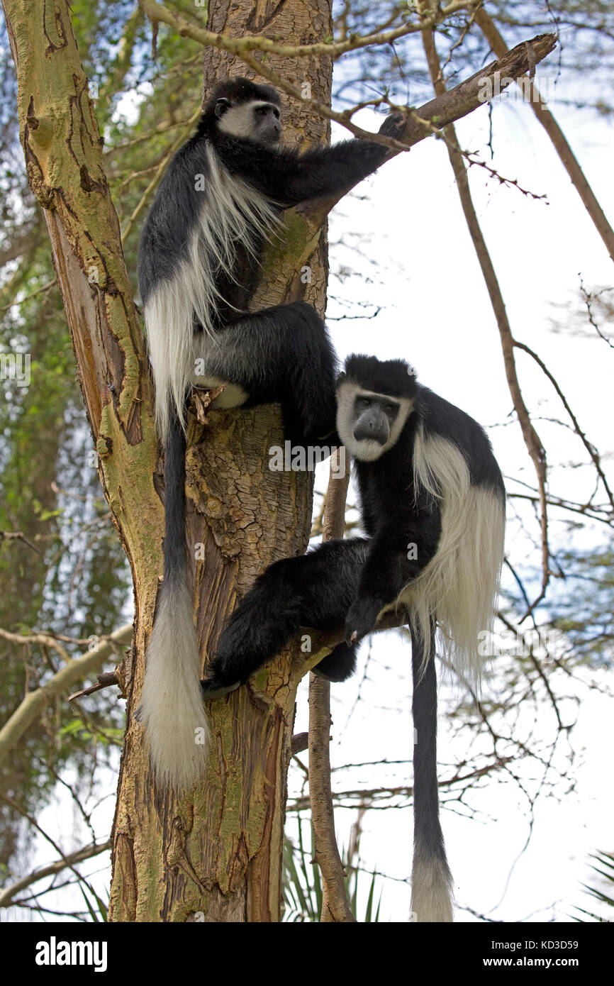 Nach Schwarzen und Weißen Colobus Affen klettern Colobus guereza Akazie Elsamere Naivasha Kenia Stockfoto