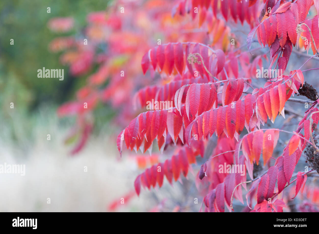 Helle rote Blätter von wilden Sumac im Herbst Stockfoto