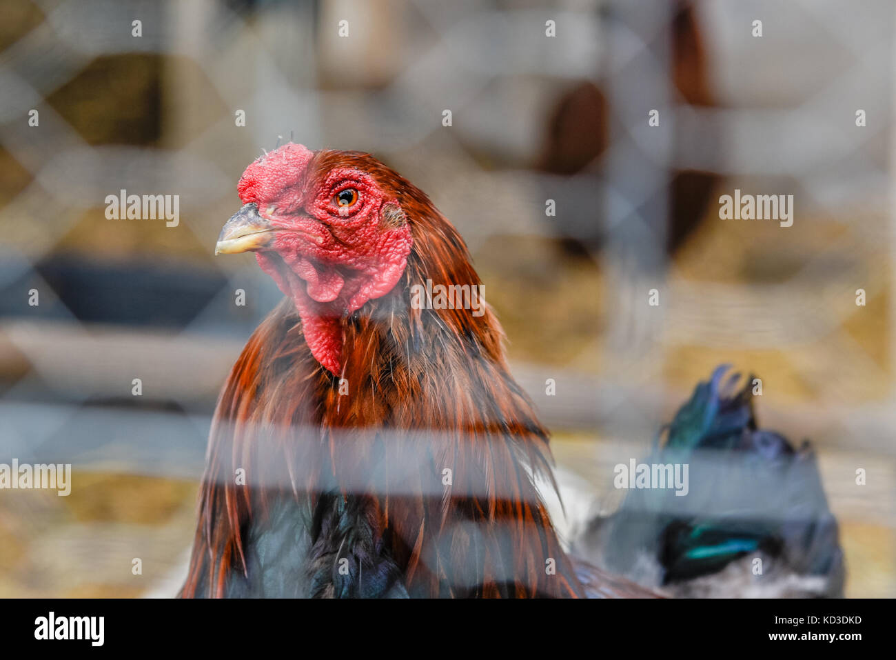 Hahn durch Zaun Nahaufnahme Porträt Gesicht Stockfoto
