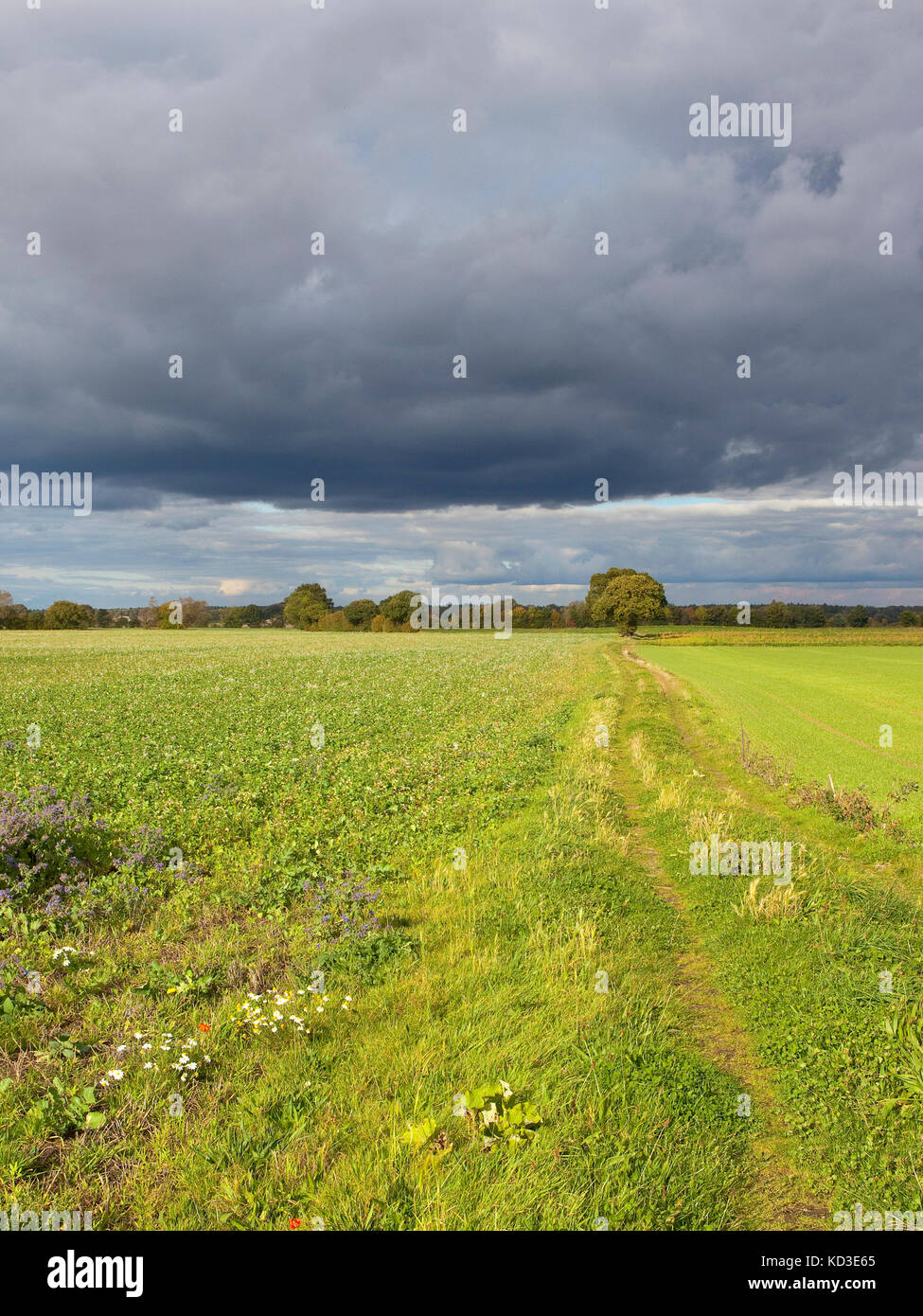 Einen Feldweg mit Wildblumen Eiche und Gründüngung Erntegut unter einem stürmischen Himmel im Herbst in Yorkshire. Stockfoto