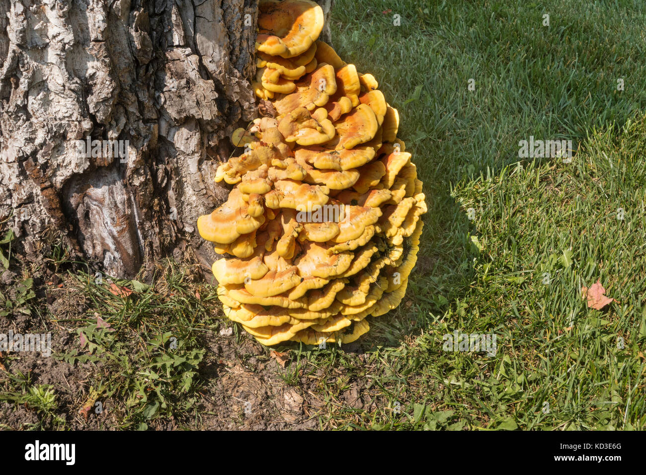 Huhn auf den Wald Pilze Pilze an der Unterseite eines toten Walnussbaum wächst Stockfoto