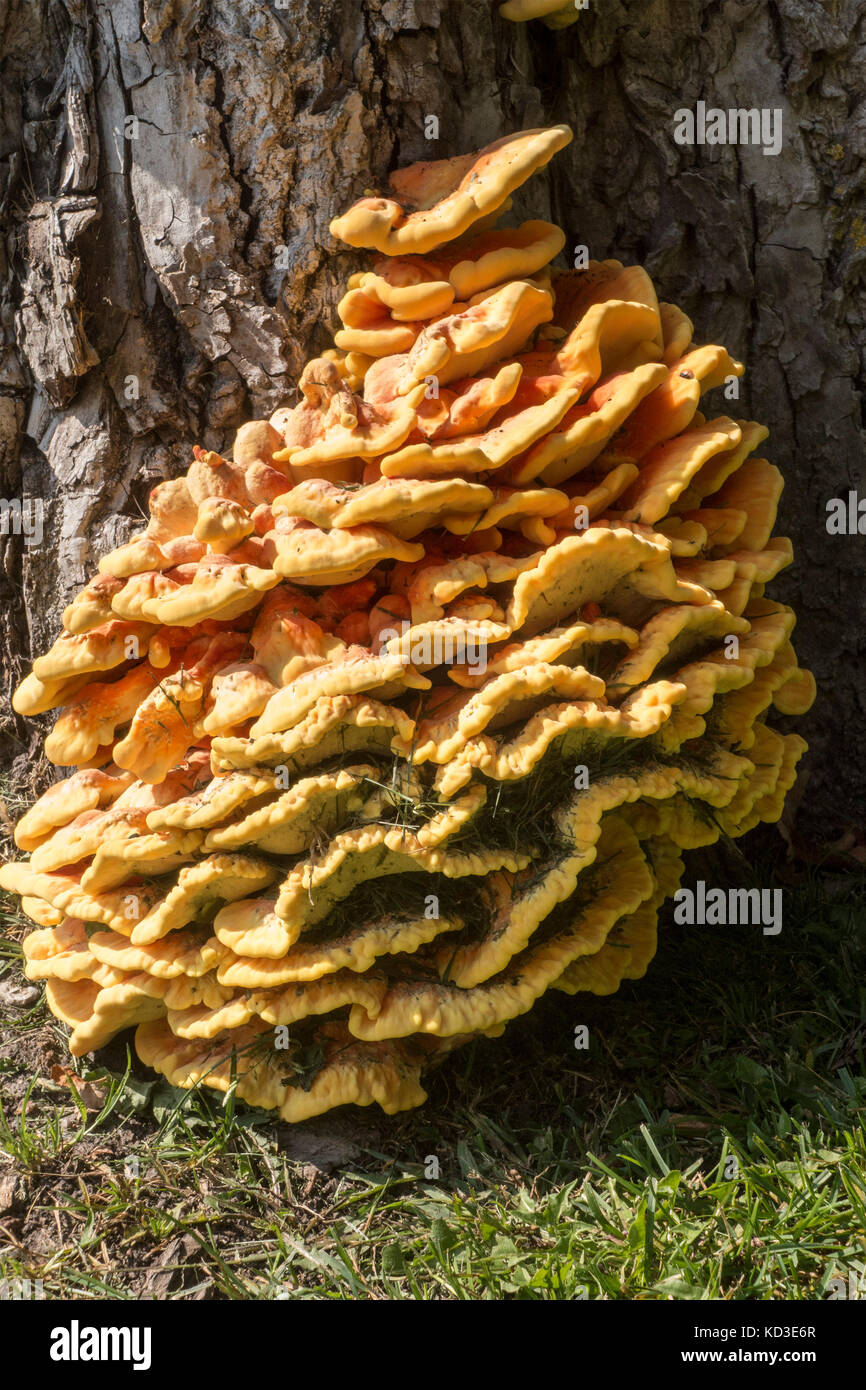 Huhn auf den Wald Pilze Pilze an der Unterseite eines toten Walnussbaum wächst Stockfoto