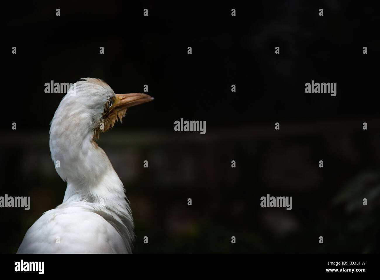 Die silberreiher (Ardea alba). weißen Vogel posieren für Bild auf einem dunklen Hintergrund Stockfoto