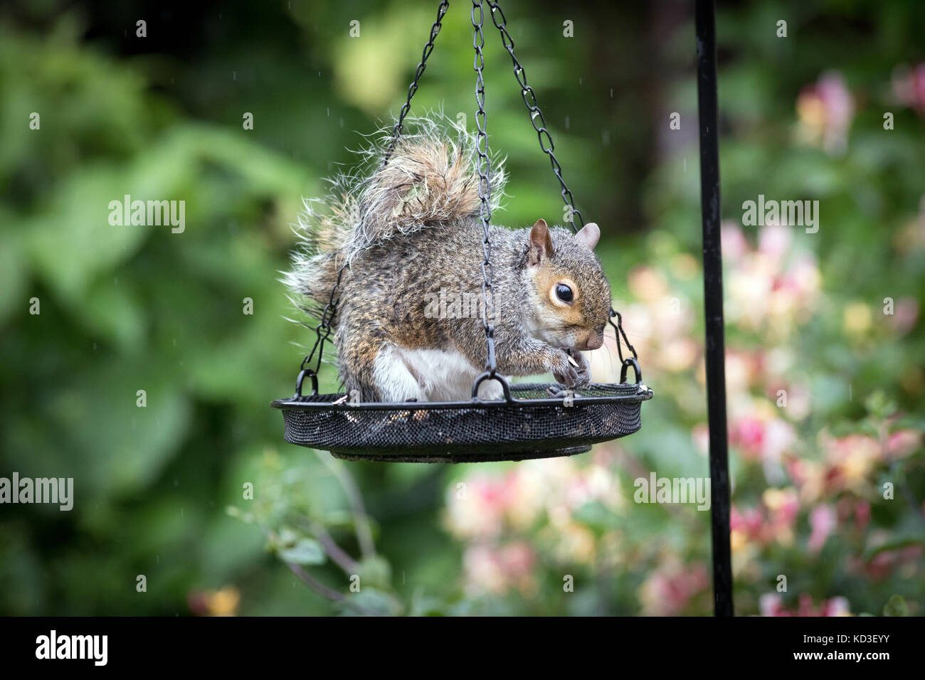 Ein graues Eichhörnchen feste auf vogelfutter Links in einem Garten Stockfoto