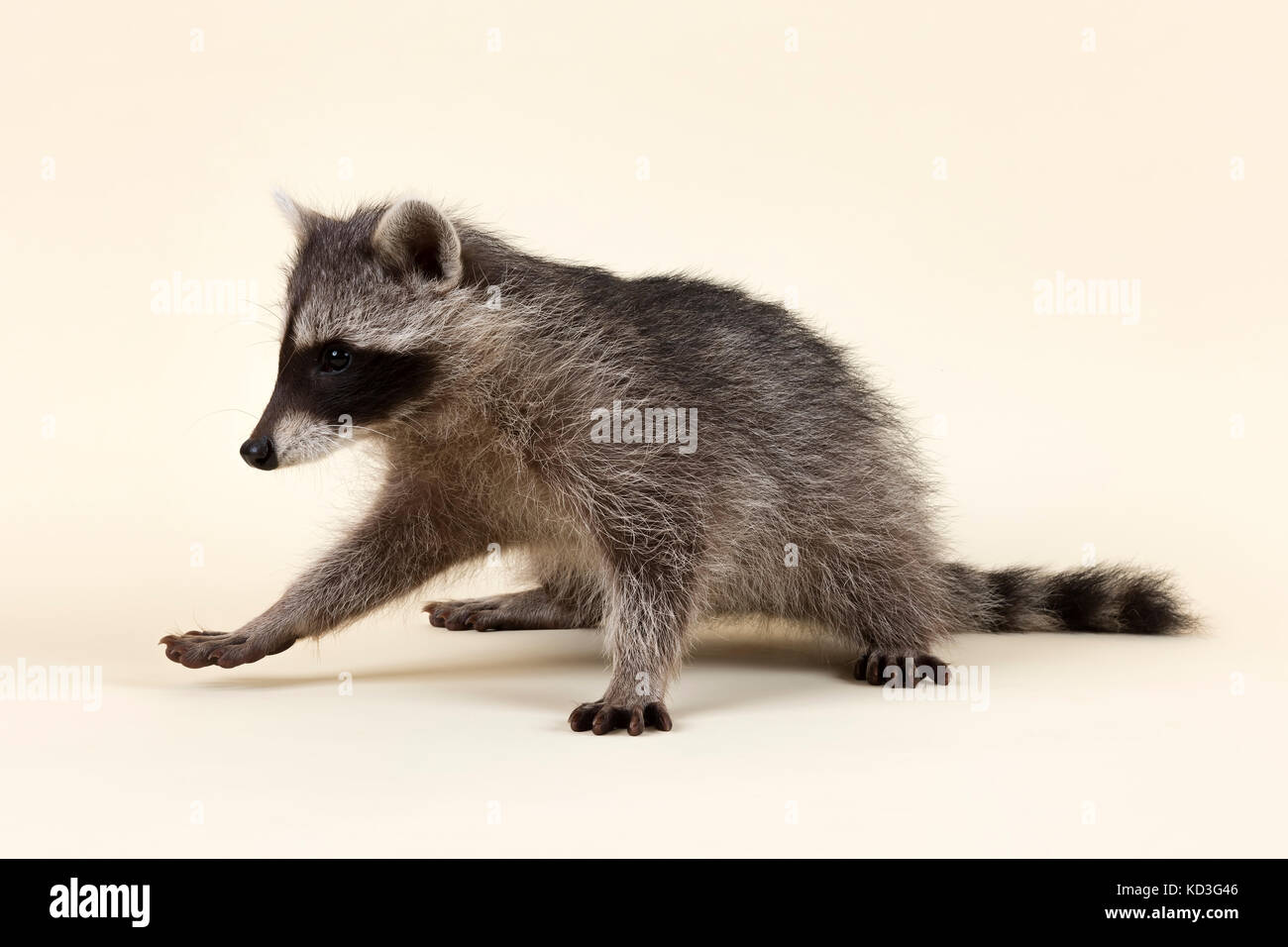 Waschbär (procyon Lotor), Kätzchen, Schnupperte, Alter 4 Monate, Captive Stockfoto