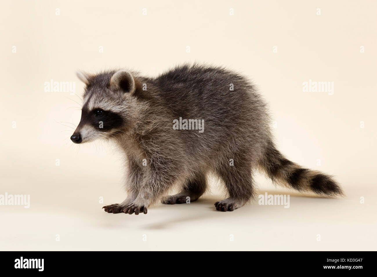 Waschbär (procyon Lotor), Kätzchen, Schnupperte, Alter 4 Monate, Captive Stockfoto