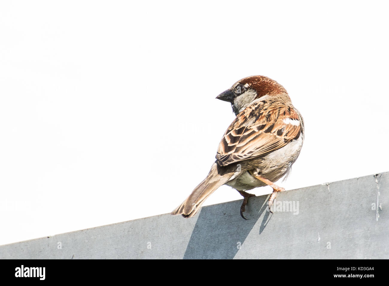 Spatz auf dem Dach Stockfoto