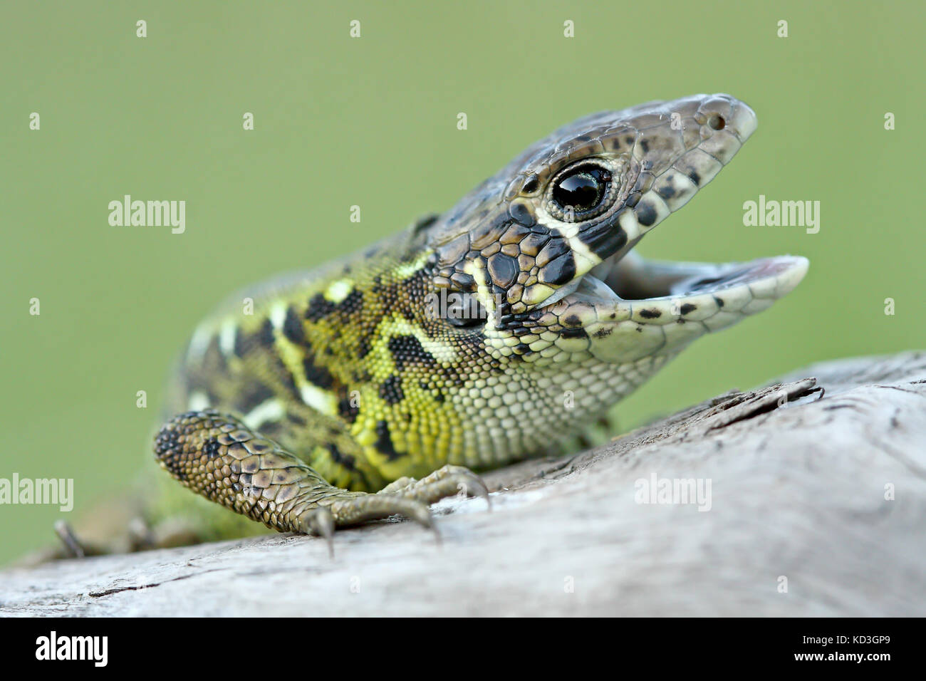 Der Schreiber grüne Eidechse (lacerta schreiberii) Junge mit offenen Mund Stockfoto