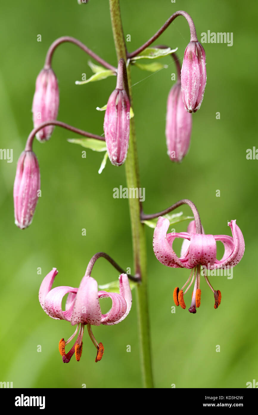 Martagon Lilie oder Türke cap Lilie (Lilium martagon) Stockfoto