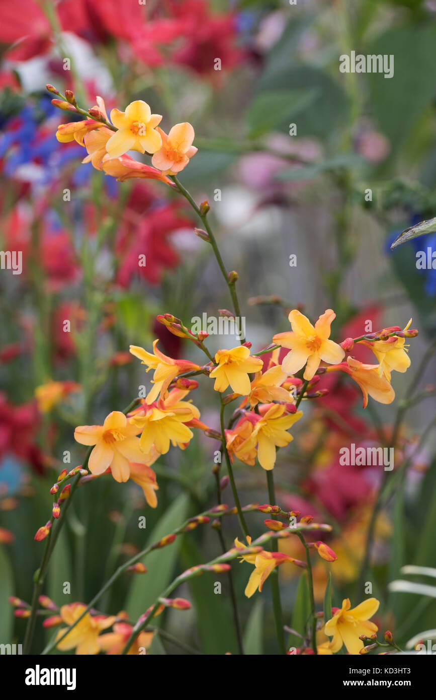 Montbretia Harlekin Stockfotos und -bilder Kaufen - Alamy