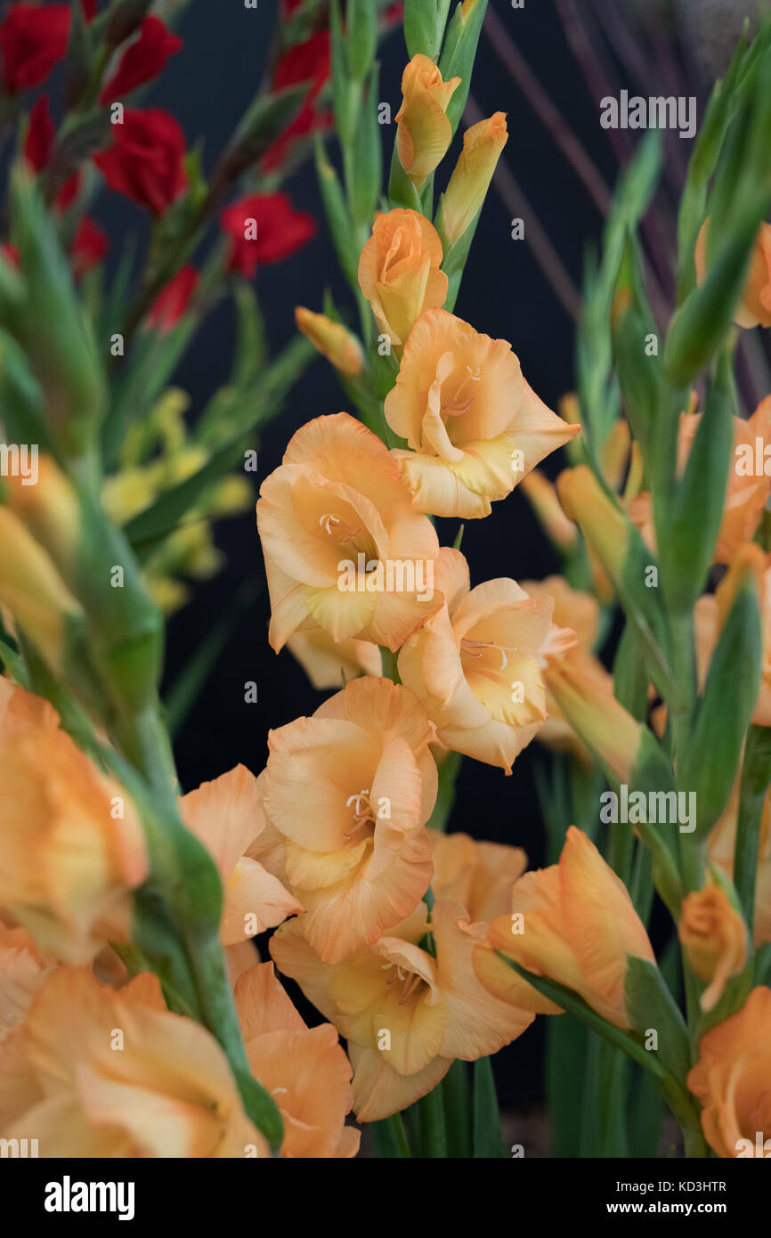 Gladiolen. Gladiolen 'Orange' Blumen auf einem Blumenarrangement im Herbst flower show. Großbritannien Stockfoto