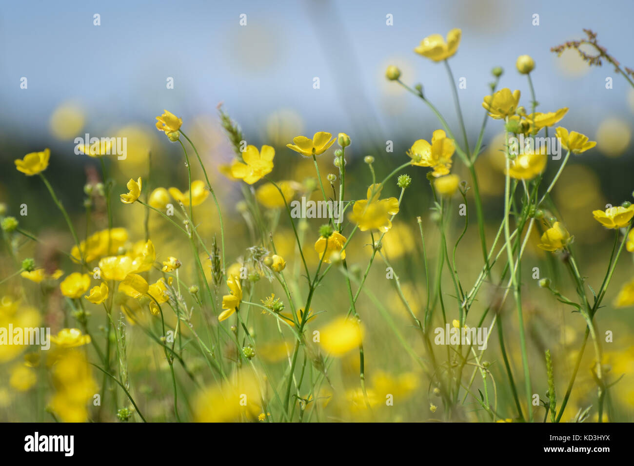Wilde blumen der wiese Fotos und Bildmaterial in hoher Auflösung Alamy