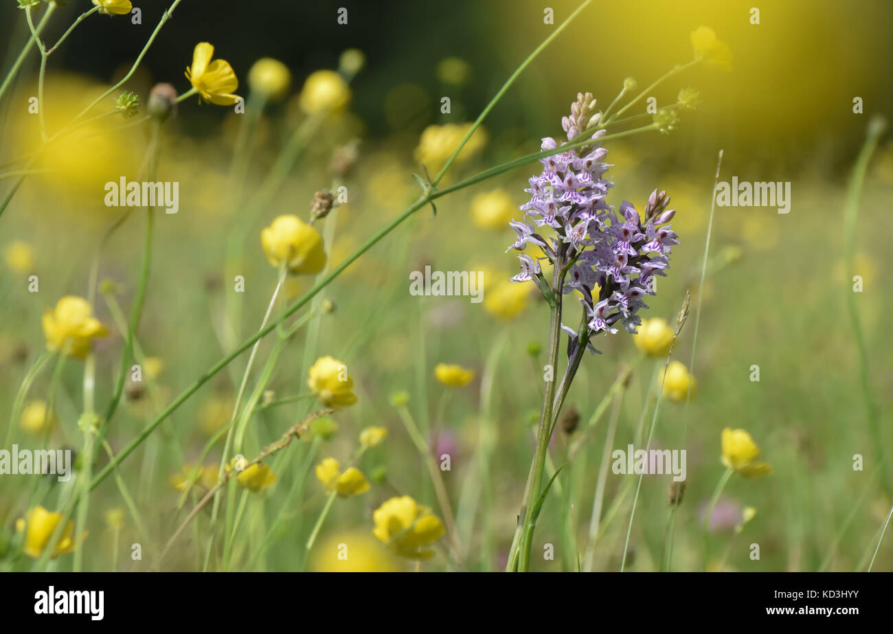 Wilde blumen der wiese Fotos und Bildmaterial in hoher Auflösung Alamy