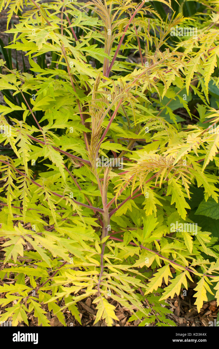 Rhus typhinia, 'Tiger Augen' sumac, Stockfoto Rhus typhinia, 'Tiger Augen' sumac, Stockfoto