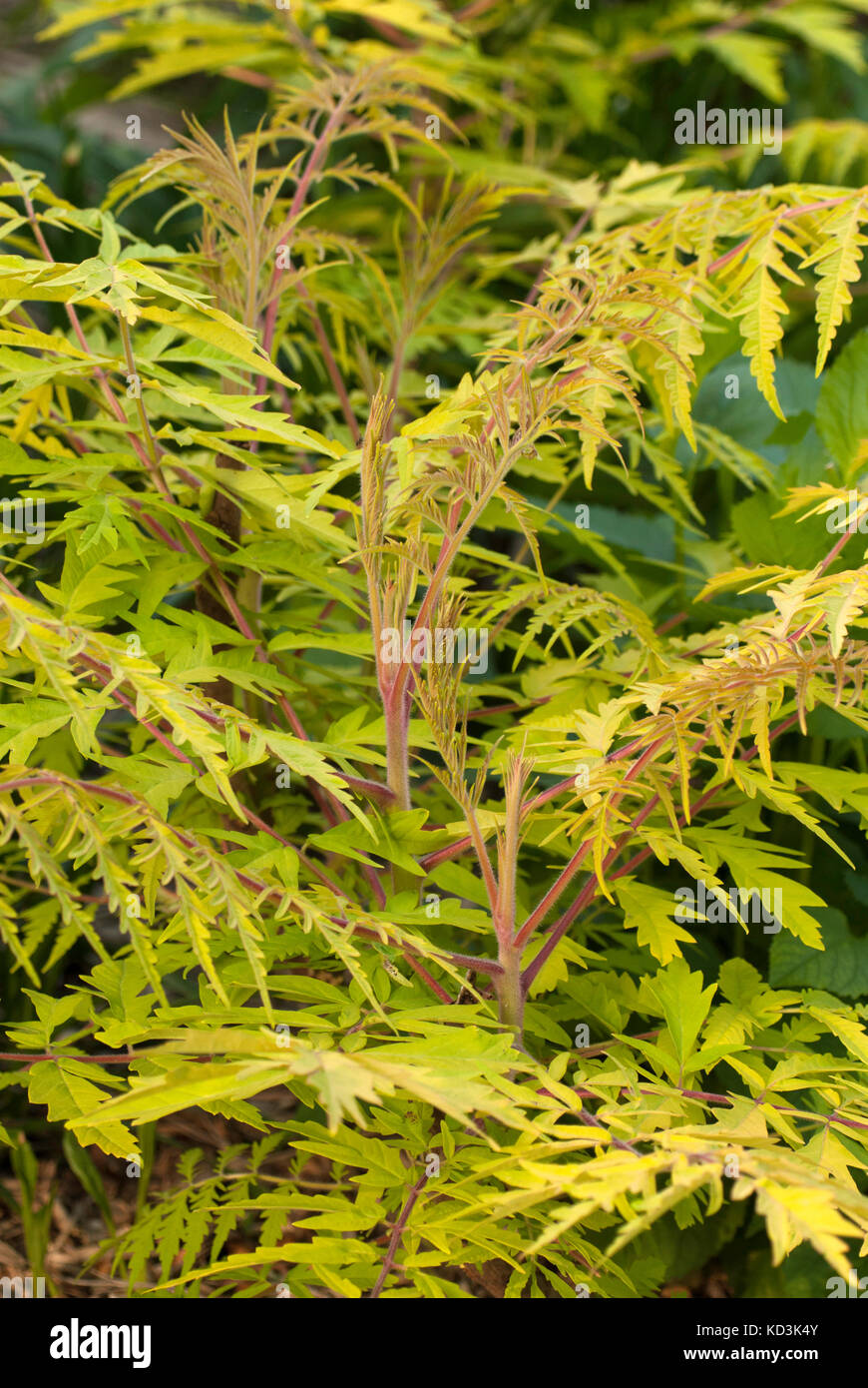 Rhus typhinia, 'Tiger Augen' sumac, Stockfoto Rhus typhinia, 'Tiger Augen' sumac, Stockfoto