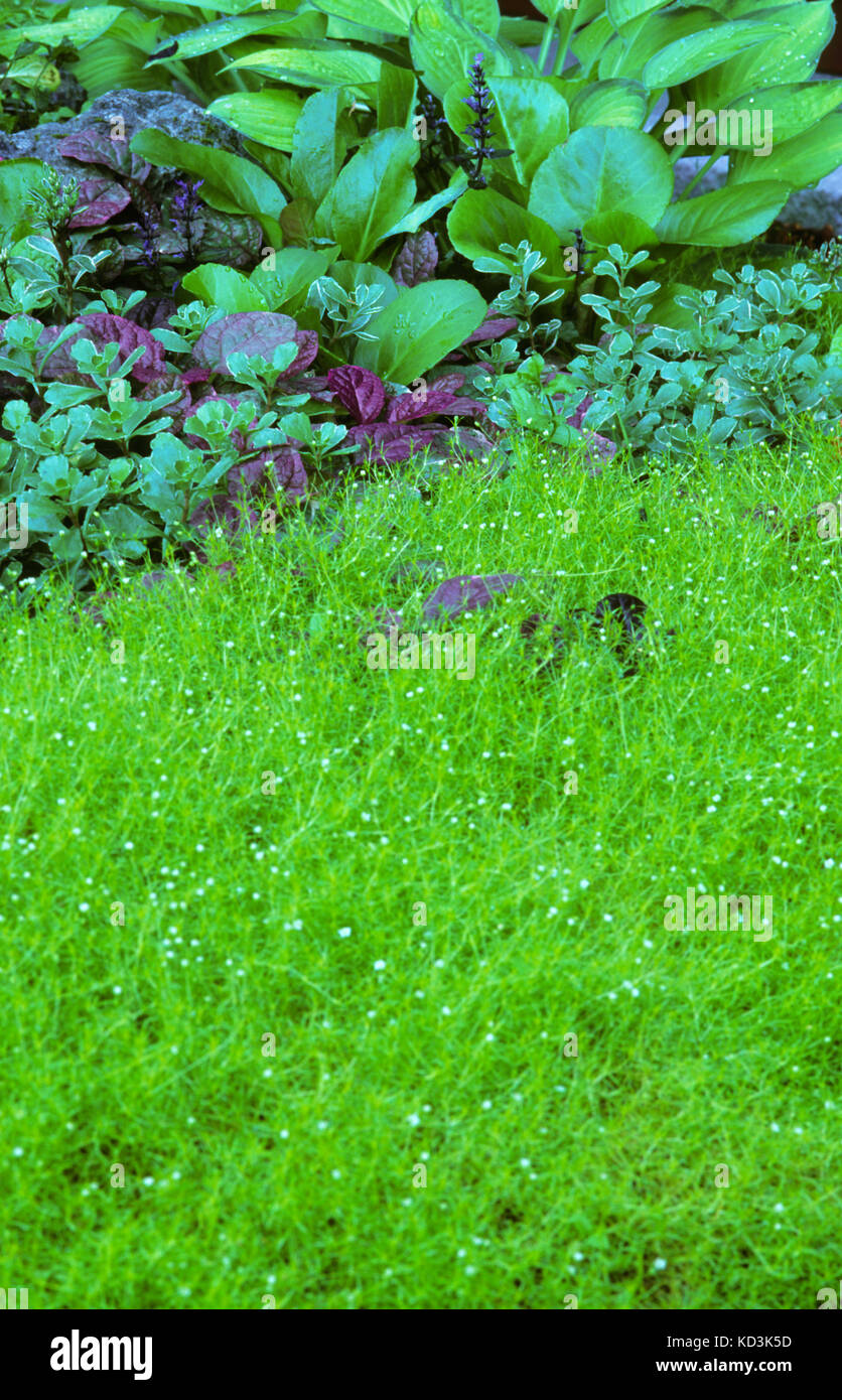 Sagina, Moos im Schatten Garten Stockfoto