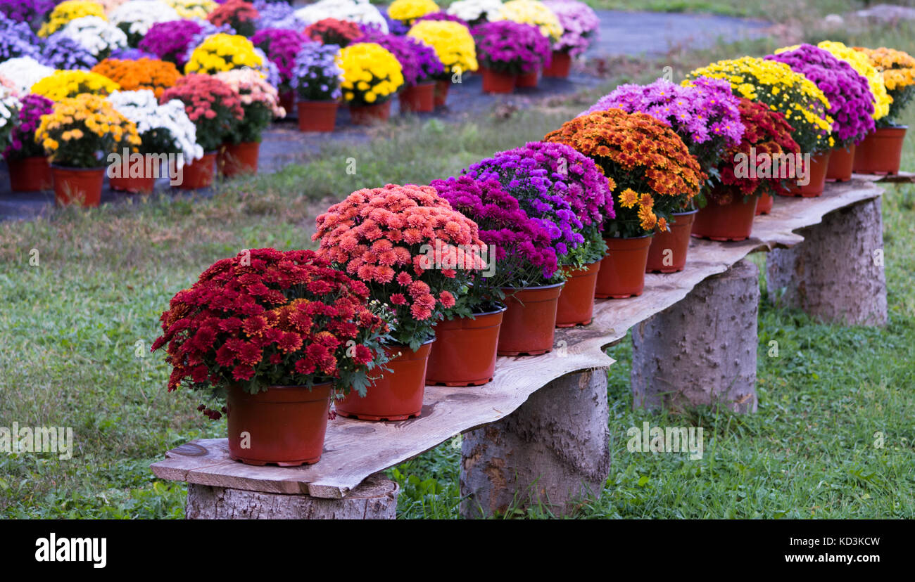 Eine Holzbank mit Topfpflanzen chyrsanthemums in Rust, Koralle, Türkis, Lila, Rosa, Gelb und Gold. Stockfoto